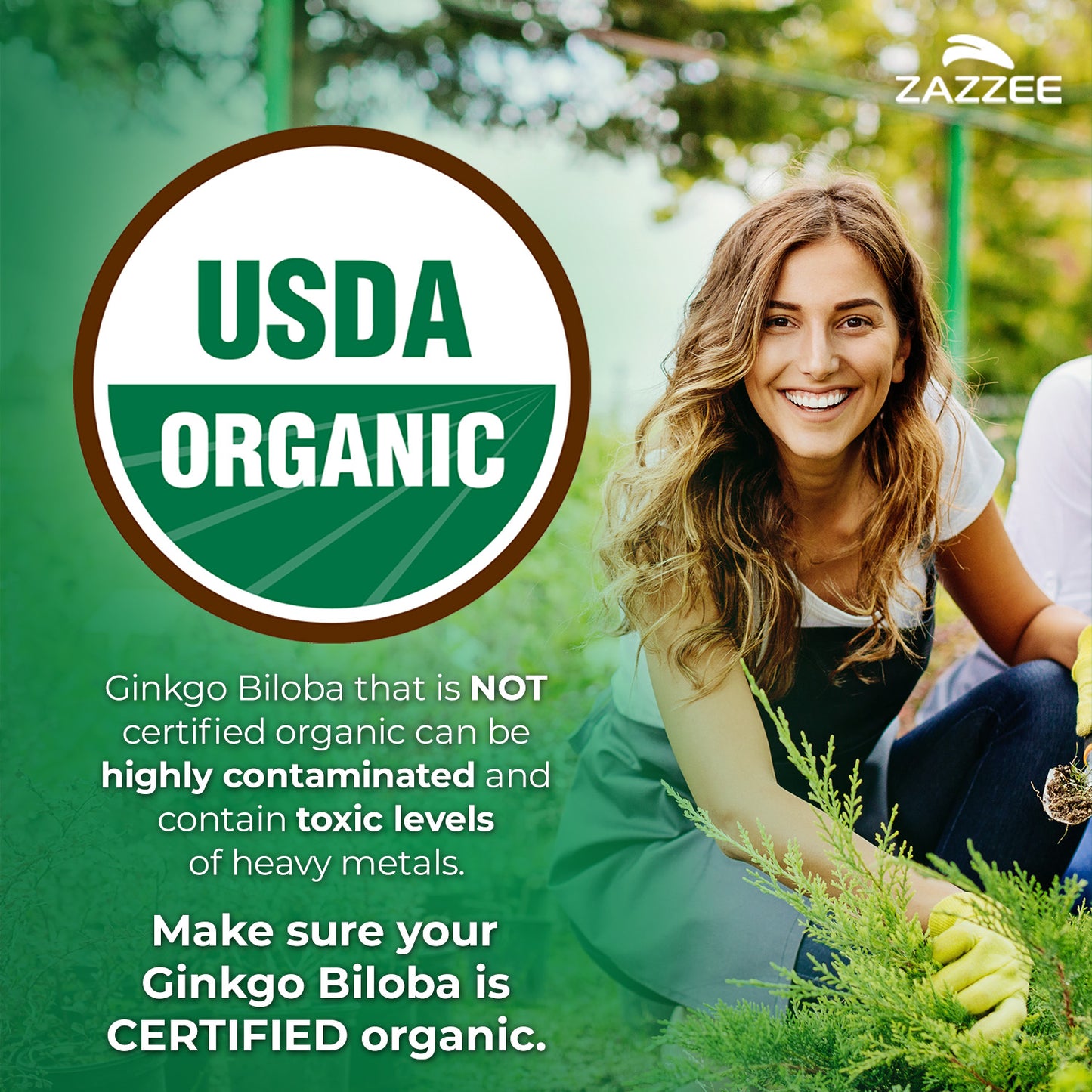 Organic Ginkgo Biloba Extract