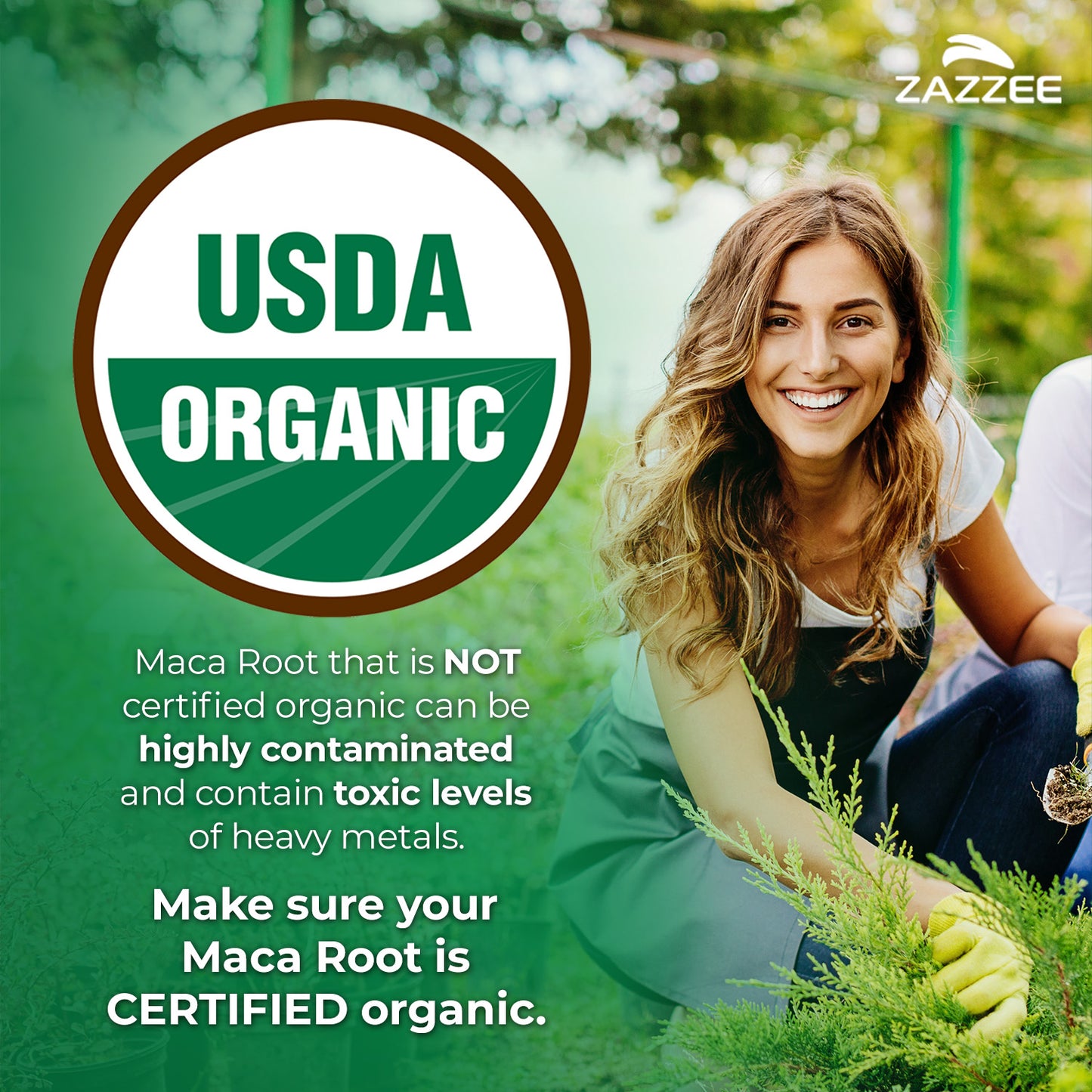 Organic Maca Root Extract